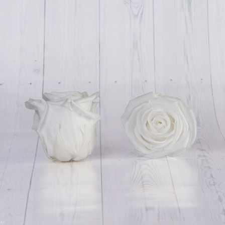 preserved roses from ecuador