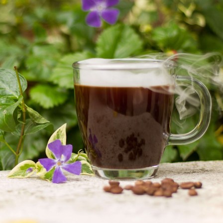 gourmet coffee