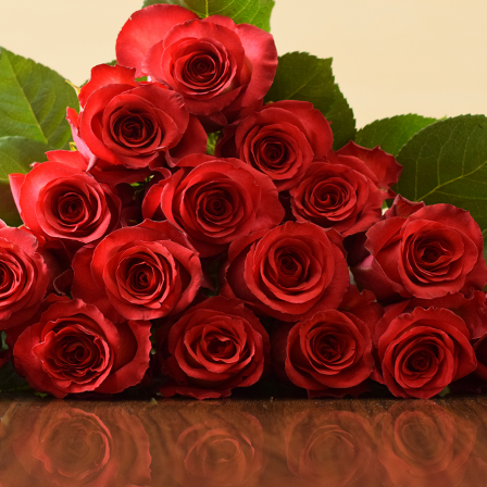 Iguazu Roses - Bulk Order- 60-70CM